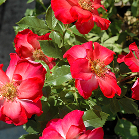 Plant Photo 3