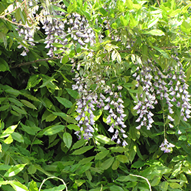 Plant Photo 5