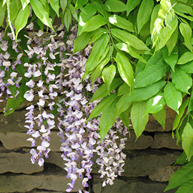 Plant Photo 6