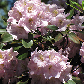 Plant Photo 6