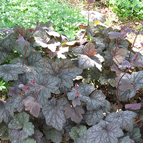 Plant Photo 4