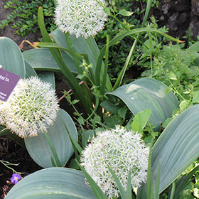 Plant Photo 7