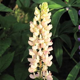 Plant Photo 6