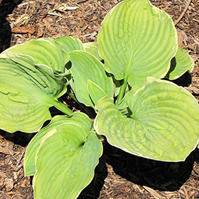 Plant Photo 7