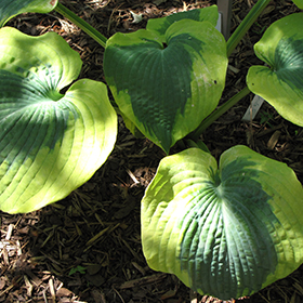 Plant Photo 8