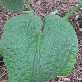 Plant Photo 8