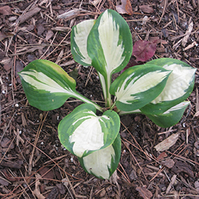 Plant Photo 8