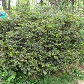 Plant Photo 2