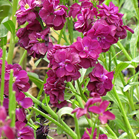 Plant Photo 2