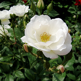 Plant Photo 8