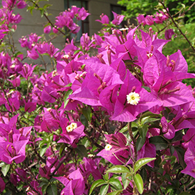 Plant Photo 9