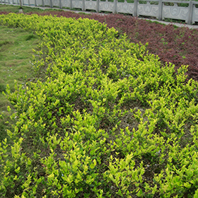 Plant Photo 6