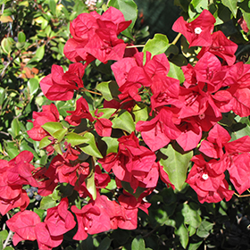 Plant Photo 4