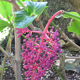 Plant Photo 6