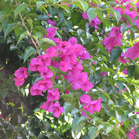 Plant Photo 9