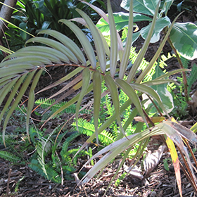 Plant Photo 5
