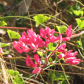 Plant Photo 2