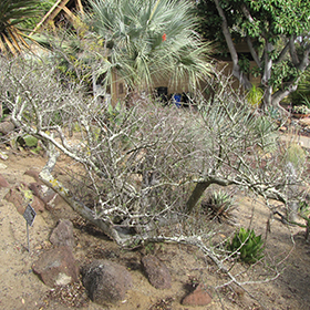 Plant Photo 5