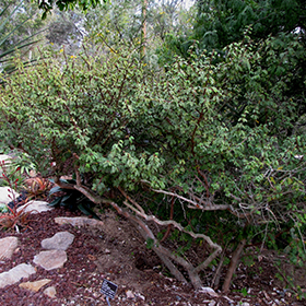 Plant Photo 5