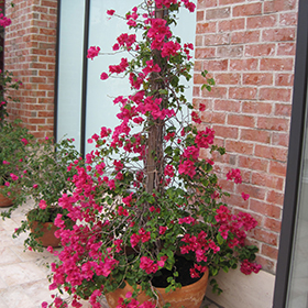 Plant Photo 8