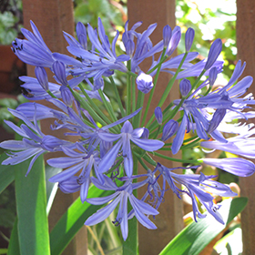Plant Photo 4