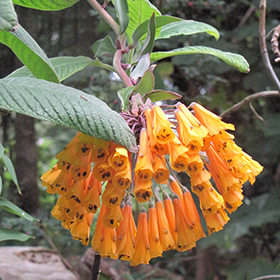 Plant Photo 7