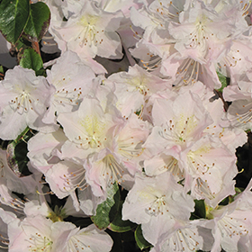Plant Photo 10