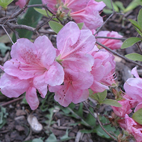 Plant Photo 7