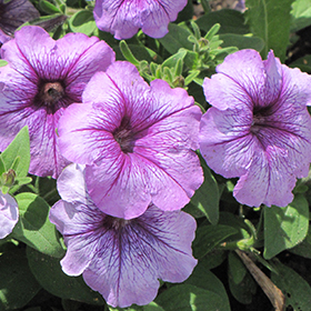 Plant Photo 10