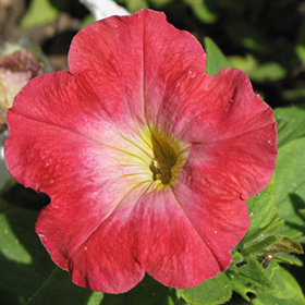 Plant Photo 2