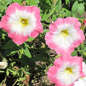 Plant Photo 4