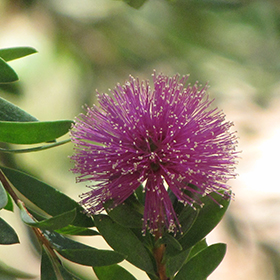 Plant Photo 10