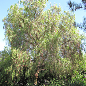 Plant Photo 2
