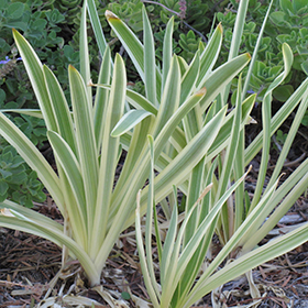 Plant Photo 2
