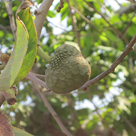 Plant Photo 1