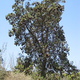 Plant Photo 10