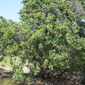 Plant Photo 1