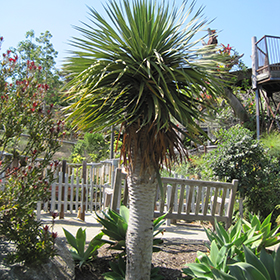 Plant Photo 1