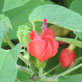 Plant Photo 2
