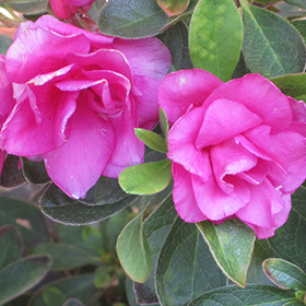 Plant Photo 1