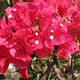 Plant Photo 10