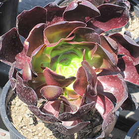 Plant Photo 7