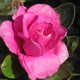 Plant Photo 2