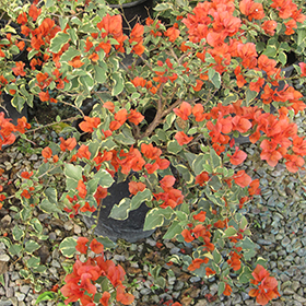 Plant Photo 1