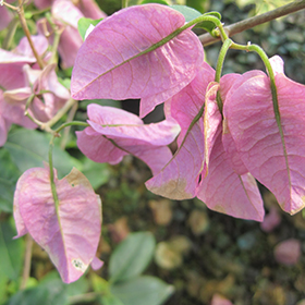 Plant Photo 9