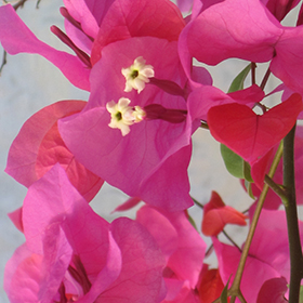 Plant Photo 8