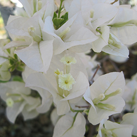 Plant Photo 10
