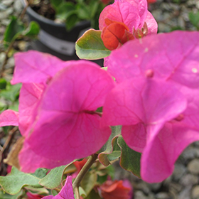 Plant Photo 6