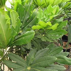 Plant Photo 4