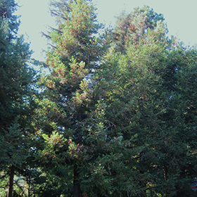 Plant Photo 9